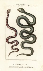 Cobra sputatore dal collo ad anello, Hemachatus haemachatus, e serpente lancia di Martinica, Bothrops lanceolatus