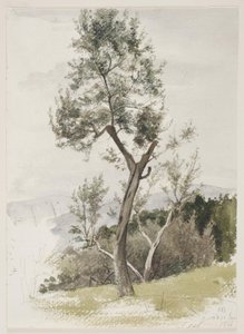 Alberi su un pendio di montagna da Carl Bloch