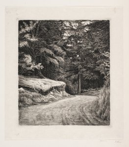 La strada nella foresta di abeti