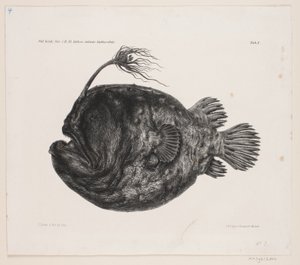 Disegno di storia naturale