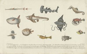 Dodici specie di pesci diverse da Carl Cristiaan Fuchs