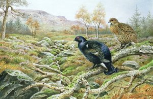 Gallo cedrone su una brughiera