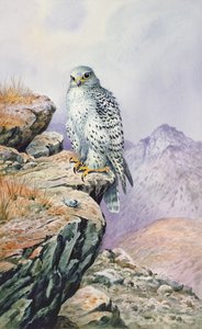 Falco gyr da Carl Donner