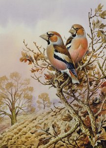 Coppia di fringuelli