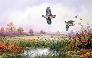 Pernice in volo da Carl Donner