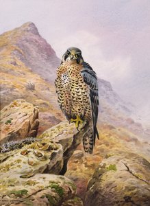 Falco pellegrino da Carl Donner