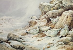 Pernice bianca in un paesaggio innevato da Carl Donner