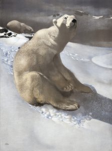 Orso polare da Carl Ederer