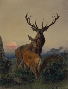 Un cervo con un daino in un paesaggio boscoso al tramonto da Carl Friedrich Deiker