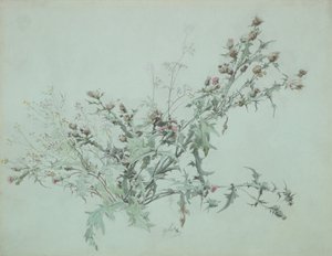 Studio di un cardo in fiore, 1846