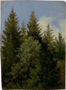 Abeti da Carl Gustav Carus
