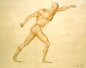Muscolatura Anatomica di un Uomo in Piena Estensione da Carl Haag