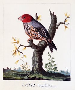 Loxia erythrocephala (Amadina erythrocephala), Fringuello dalla testa rossa, acquerello da Carl Linnaeus