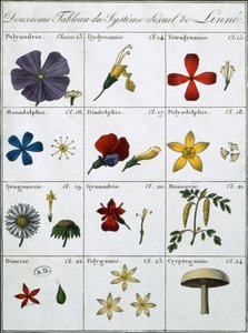 Seconda tavola del sistema sessuale delle piante di Linneo da Carl Linnaeus