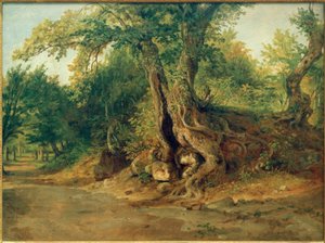 Boschetto vicino ad Ariccia con querce