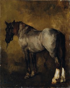 Studio di cavallo