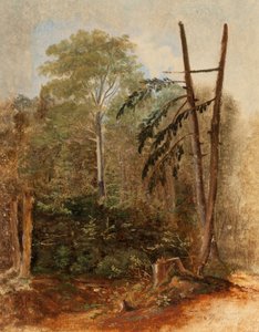 Studio di un paesaggio boschivo da Carl Spitzweg