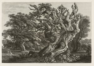 Grande quercia fantastica con un nido di cicogne