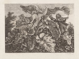 Studio di Pianta con Bardana