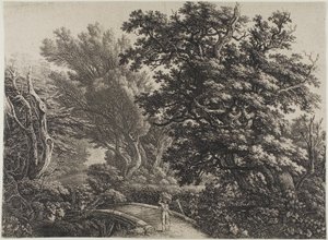 Ponte rustico in un bosco intricato