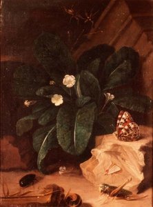 Natura morta con primule e insetti da Carl Wilhelm de Hamilton