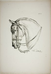 Particolare della testa di cavallo, ingrandita a grandezza tripla, Guardia Reale Normanna, n. 2