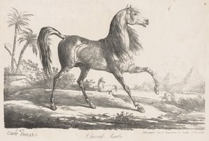 Suite di cavalli: Cavallo arabo da Carle Vernet