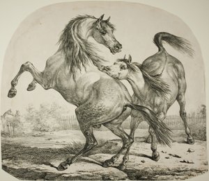 Cavalli selvaggi che combattono