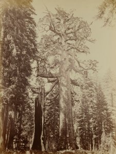 Grizzly Giant, Mariposa Grove