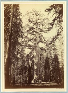 Il gigante grizzly, Mariposa Grove, Yosemite da Carleton E. Watkins