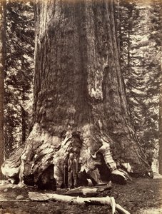 Base del Grizzly Giant, albero di sequoia gigante, Yosemite, California da Carleton Emmons Watkins