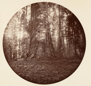 Empire State. C. Grove, ca. 1878 da Carleton Emmons Watkins