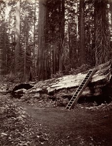 Padre della Foresta, 1865-66, stampato ca. 1876