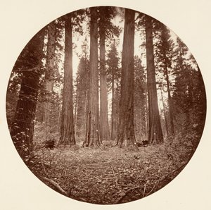James King of William. Keyston State ecc. Calaveras Grove, ca. 1878 da Carleton Emmons Watkins