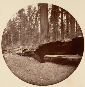 Mammoth Three Grove Hotel, Calaveras Co Cal. da Carleton Emmons Watkins