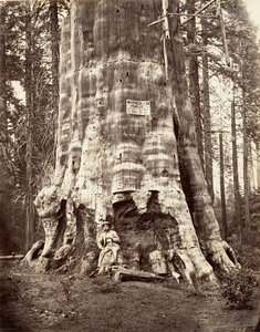 Madre della foresta da Carleton Emmons Watkins