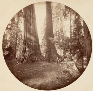 Old Dominium e la taverna di Zio Tom. Calaveras Grove, ca. 1878 da Carleton Emmons Watkins
