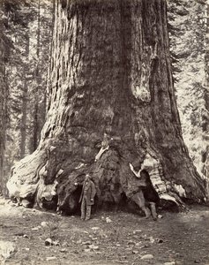 Sezione del Grizzly Giant, circonferenza di 101 piedi, 1865-66, stampato ca. 1876 da Carleton Emmons Watkins
