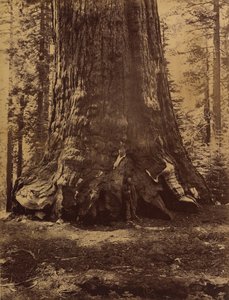 Sezione del Grizzly Giant con Galen Clark, Mariposa Grove, Yosemite, 1865-66 da Carleton Emmons Watkins