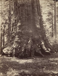 Sezione del Grizzly Giant con Galen Clark, Mariposa Grove, Yosemite, 1865-66, stampato ca. 1876 da Carleton Emmons Watkins