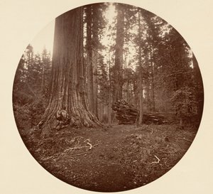 Il padre della foresta - C. Grove, ca. 1878 da Carleton Emmons Watkins