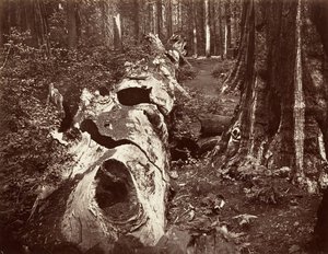 Il Padre della Foresta, circonferenza di 112 piedi, Calaveras Grove, 1865-66, stampato ca. 1876 da Carleton Emmons Watkins