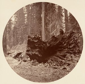Il padre della foresta 450 ft C. Grove, ca. 1878 da Carleton Emmons Watkins