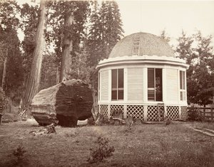 La casa costruita sul ceppo di un grande albero, 1865-66, stampato ca. 1876 da Carleton Emmons Watkins