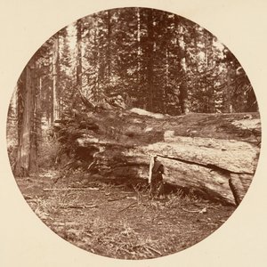 Capanna dei minatori - Calaveras Grove da Carleton Emmons Watkins