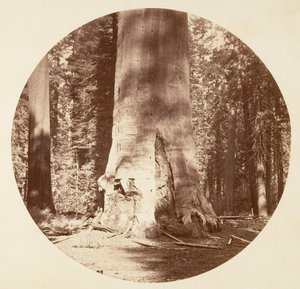 La madre della foresta - Calaveras Grove, ca. 1878 da Carleton Emmons Watkins