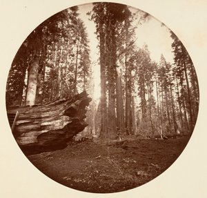 La madre della foresta dal padre della foresta - Calavaras Grove da Carleton Emmons Watkins