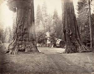 Le Sentinelle, 315 piedi, Yosemite, ca. 1872, stampato ca. 1876 da Carleton Emmons Watkins