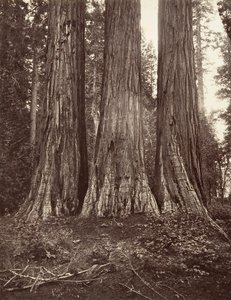 Le tre Grazie, 272 piedi, 1865-66, stampato ca. 1876 da Carleton Emmons Watkins