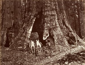 Il treppiede, circonferenza di 94 piedi, 1865-66, stampato ca. 1876